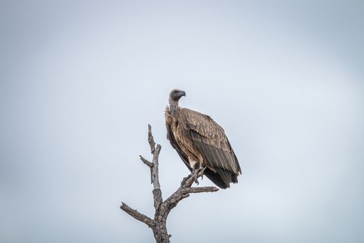 White-backed vulture sitting on a branch in the Kruger National Park, South Africa.