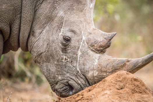 Close up of a White rhino in the Kruger National Park, South Africa.