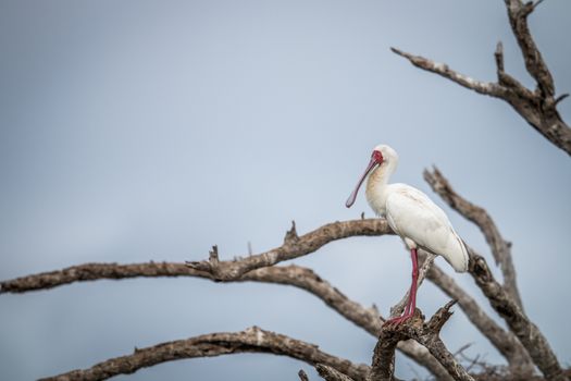 African spoonbill on a branch in the Kruger National Park, South Africa.