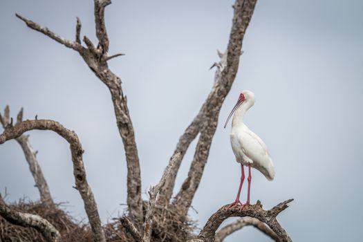 African spoonbill on a branch in the Kruger National Park, South Africa.