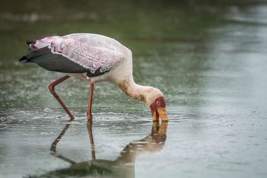 Yellow-billed stork fishing in the Kruger National Park, South Africa.