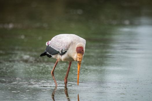 Yellow-billed stork fishing in the Kruger National Park, South Africa.