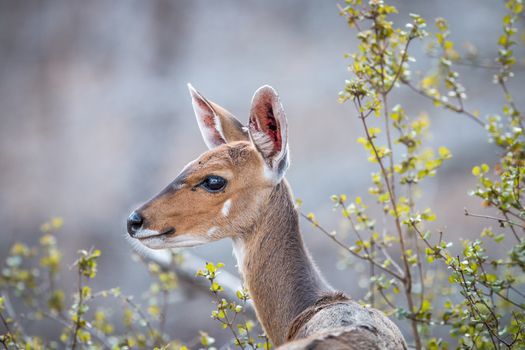 A female Bushbuck in the Kruger National Park, South Africa.