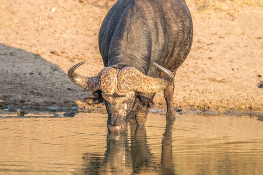 Drinking Buffalo bull in the Kruger National Park, South Africa.