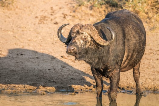 Starring Buffalo bull in the Kruger National Park, South Africa.