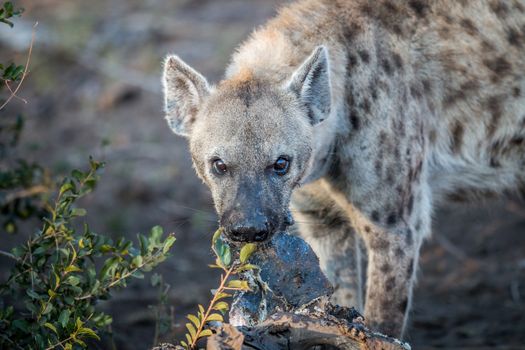 Spotted hyena chewing on meat in the Kruger National Park, South Africa.