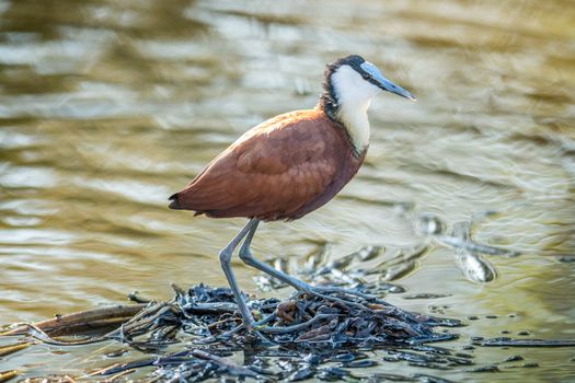 African Jacana on the water in the Kruger National Park, South Africa.