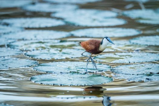 African Jacana on the water in the Kruger National Park, South Africa.