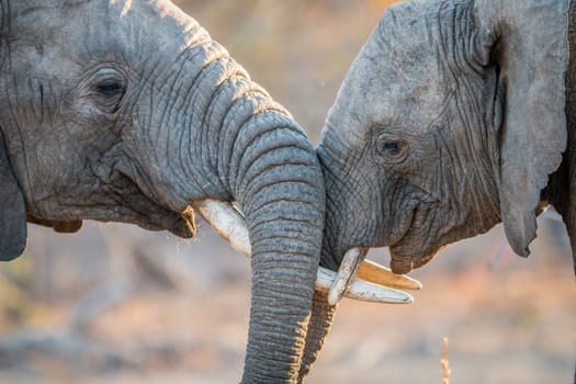 Elephants playing in the Kruger National Park, South Africa.