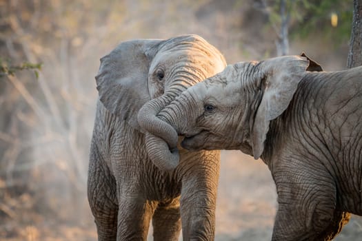 Elephants playing in the Kruger National Park, South Africa.