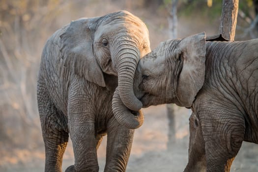 Elephants playing in the Kruger National Park, South Africa.