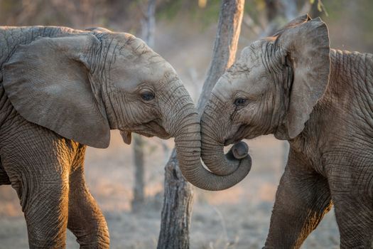 Elephants playing in the Kruger National Park, South Africa.