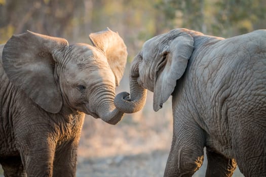 Elephants playing in the Kruger National Park, South Africa.