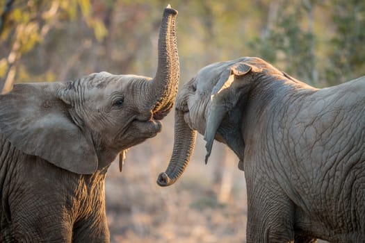 Elephants playing in the Kruger National Park, South Africa.