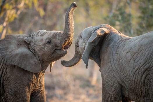 Elephants playing in the Kruger National Park, South Africa.