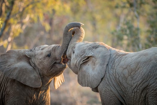 Elephants playing in the Kruger National Park, South Africa.