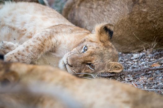 A young Lion cub laying in the Kruger National Park, South Africa.