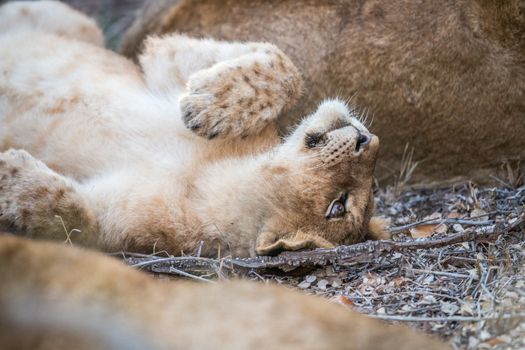 A young Lion cub laying in the Kruger National Park, South Africa.