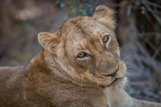 A Lion starring in the Kruger National Park, South Africa.