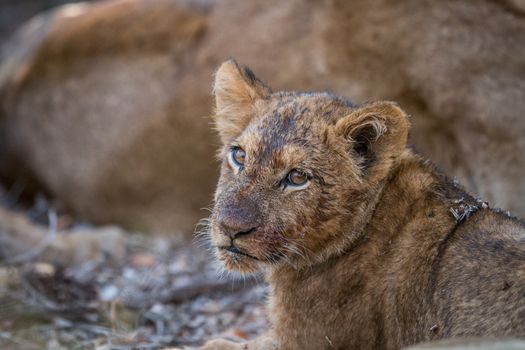 Face of a dirty Lion cub in the Kruger National Park, South Africa.