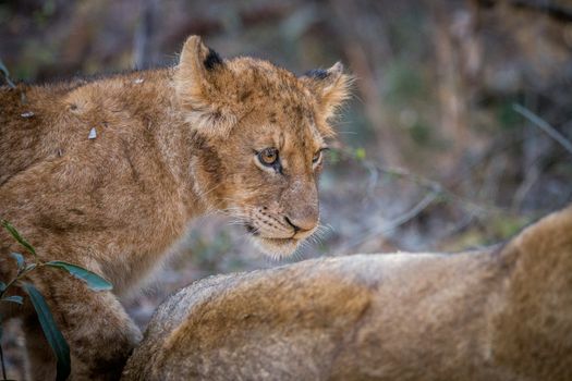 Side profile of a Lion cub in the Kruger National Park, South Africa.