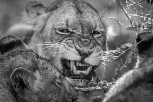 Lion eating in black and white in the Kruger National Park, South Africa.