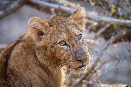 Starring Lion cub in the Kruger National Park, South Africa.