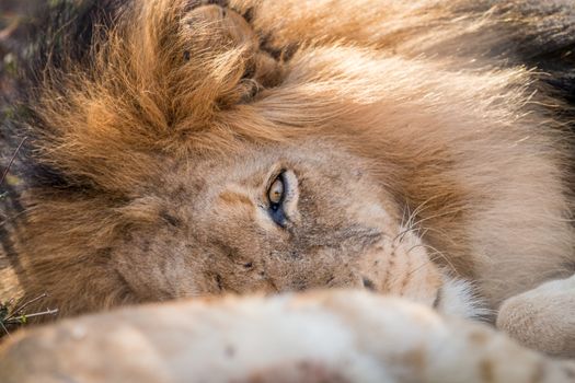 Sleeping Lion in the Kruger National Park, South Africa.