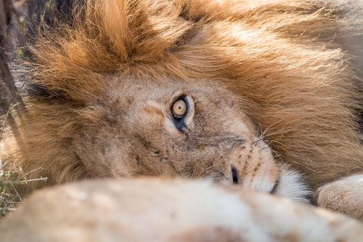 Sleeping Lion in the Kruger National Park, South Africa.