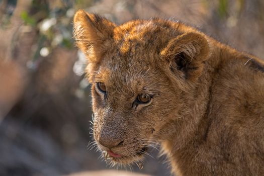 Lion cub looking down in the Kruger National Park, South Africa.