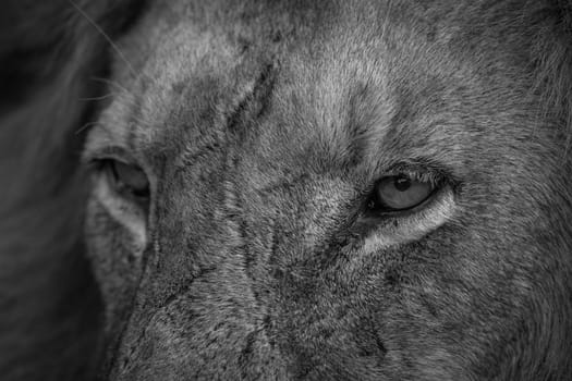 Close up of Lion eyes in black and white in the Kruger National Park, South Africa.