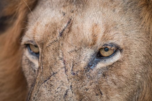 Close up of Lion eyes in the Kruger National Park, South Africa.