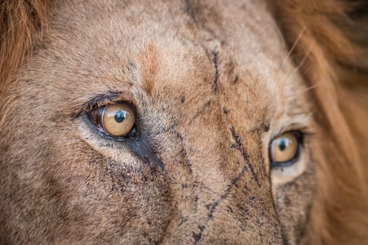 Close up of Lion eyes in the Kruger National Park, South Africa.