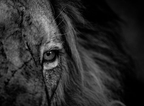 Close up of a Lion eye in black and white in the Kruger National Park, South Africa.