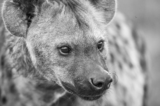 Close up of a Spotted hyena in black and white in the Kruger National Park, South Africa.