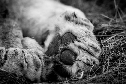 Close up of a Lion paw in black and white in the Kruger National Park, South Africa.