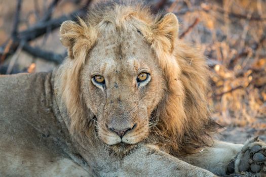 A starring Lion in the Kruger National Park, South Africa.