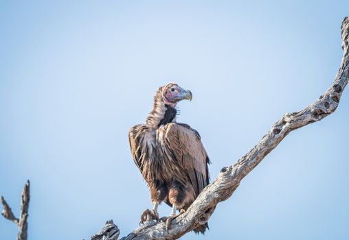 Lappet-faced vulture on a branch in the Kruger National Park, South Africa.