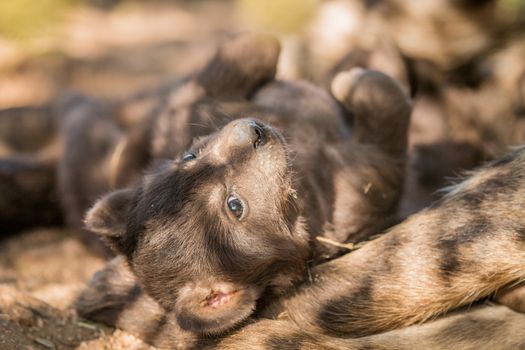 Spotted hyena pup in the Kruger National Park, South Africa.