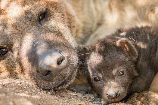 Spotted hyena pup with her mother in the Kruger National Park, South Africa.