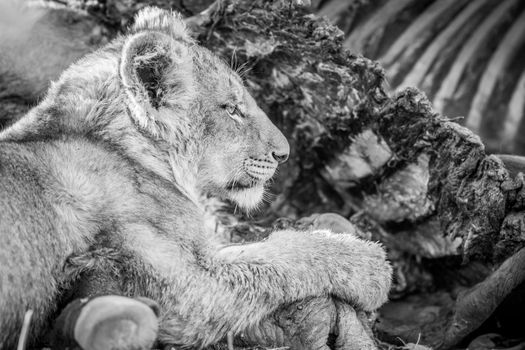 Eating Lion cub in black and white in the Kruger National Park, South Africa.
