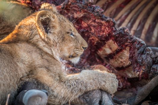 Eating Lion cub in the Kruger National Park, South Africa.