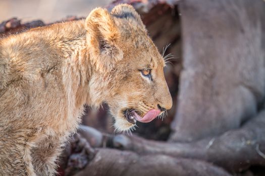 Lion cub licking himself in the Kruger National Park, South Africa.