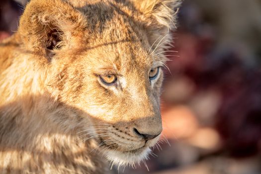 Starring Lion cub in the Kruger National Park, South Africa.