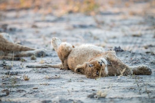 Lion cub laying down in the Kruger National Park, South Africa.