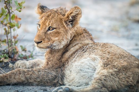 Lion cub laying down in the Kruger National Park, South Africa.