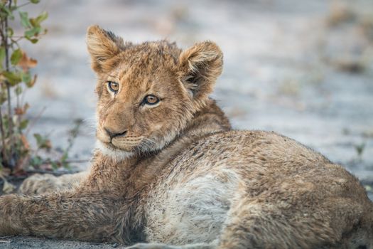 Lion cub laying down in the Kruger National Park, South Africa.