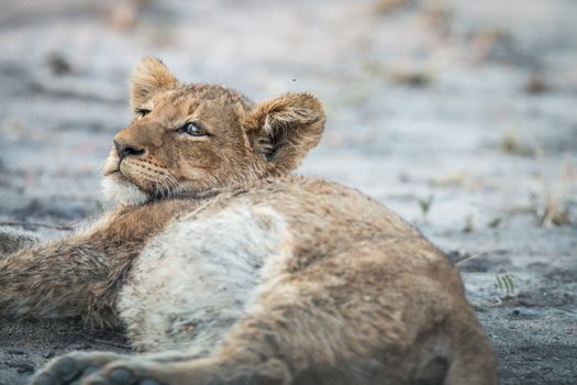 Lion cub laying down in the Kruger National Park, South Africa.