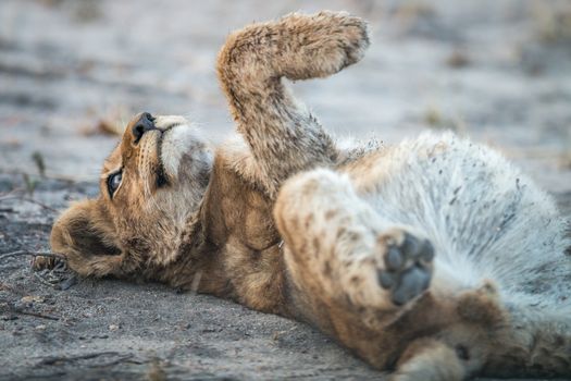 Lion cub laying down in the Kruger National Park, South Africa.