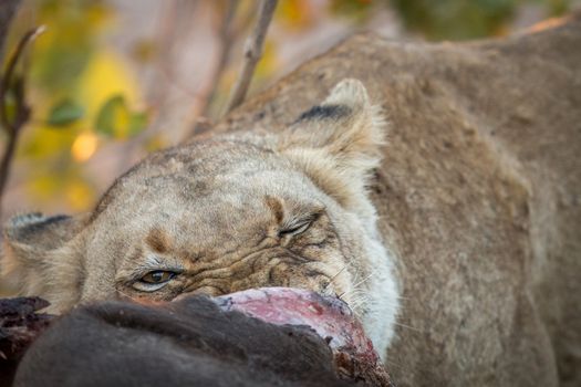 Lioness eating in the Kruger National Park, South Africa.